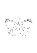 Butterfly Line Art | Stwórz własny plakat