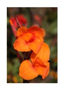 Bright Orange Flowers | Stwórz własny plakat