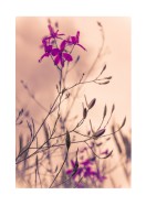 Purple Flowers Close-Up | Stwórz własny plakat