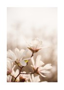 Magnolia Flowers In Spring | Stwórz własny plakat
