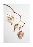 Dried Flower Petals | Stwórz własny plakat