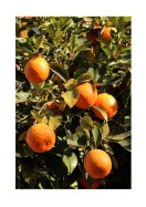 Ripe Oranges | Stwórz własny plakat