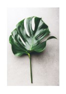 Monstera Leaf | Stwórz własny plakat