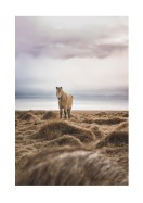 Icelandic Horse In Winter Landscape | Stwórz własny plakat