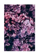 Purple Lilac Bloom | Stwórz własny plakat
