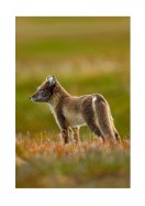 Arctic Fox In The Wild | Stwórz własny plakat