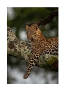 Leopard In A Tree In The Wild | Stwórz własny plakat